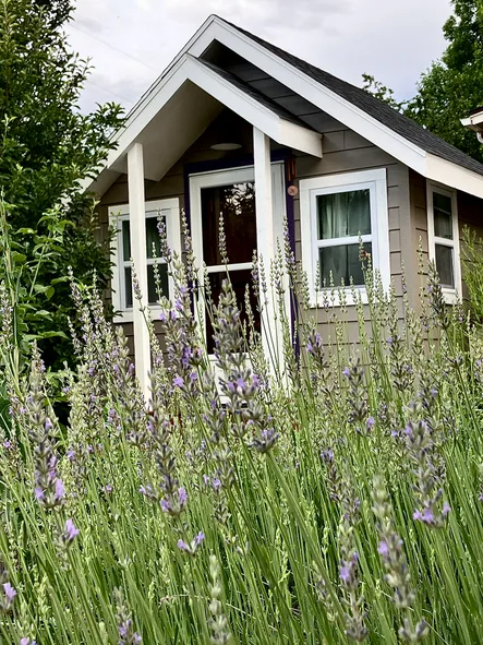 Charming tiny house surrounded by blooming lavender, showcasing an inviting entrance and lush greenery, perfect for a peaceful retreat.